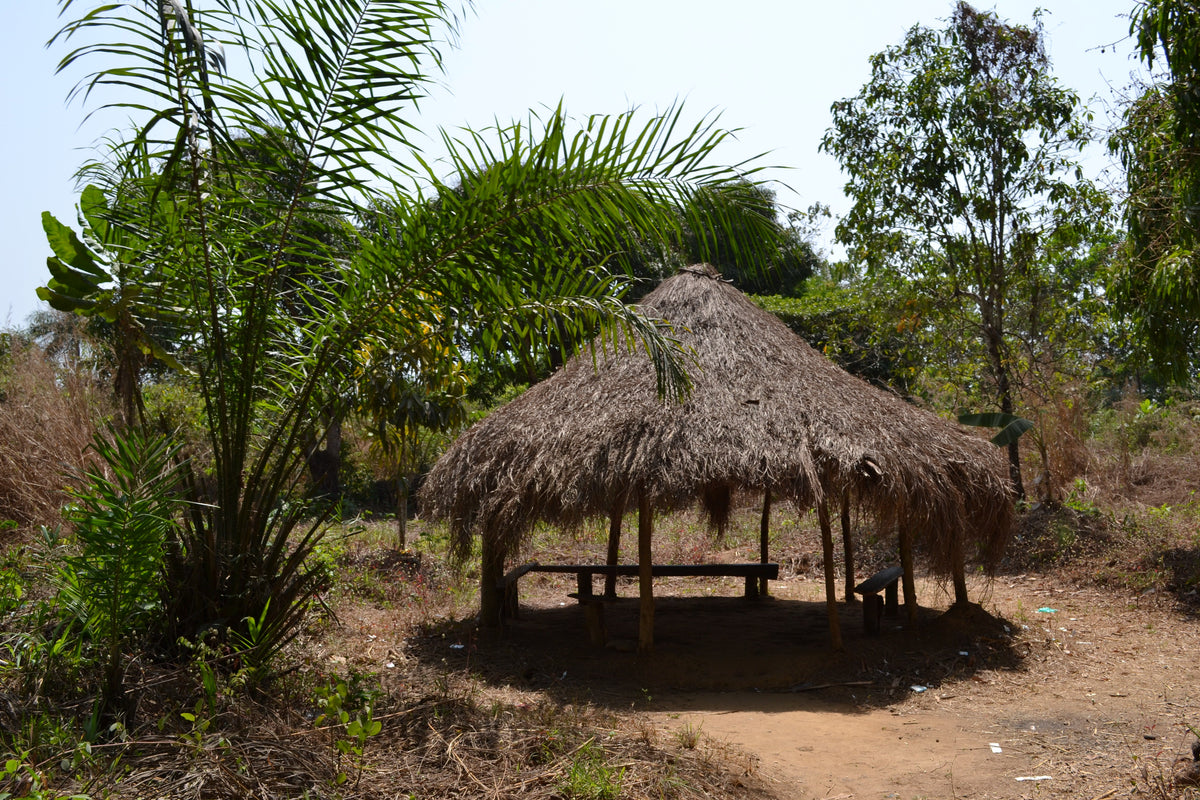 Guinea Trip with M'Bemba Bangoura 2025-2026