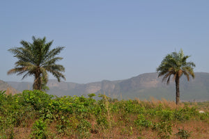 Guinea Trip with M'Bemba Bangoura